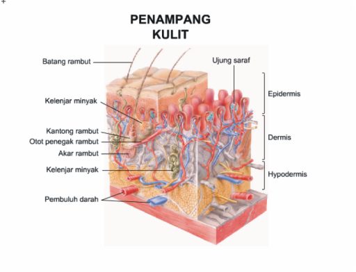 Anatomi Kulit Mengenal Lapisan Lapisan Kulit Tubuh Manusia