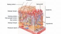 Anatomi Lapisan-Lapisan Kulit Tubuh Manusia