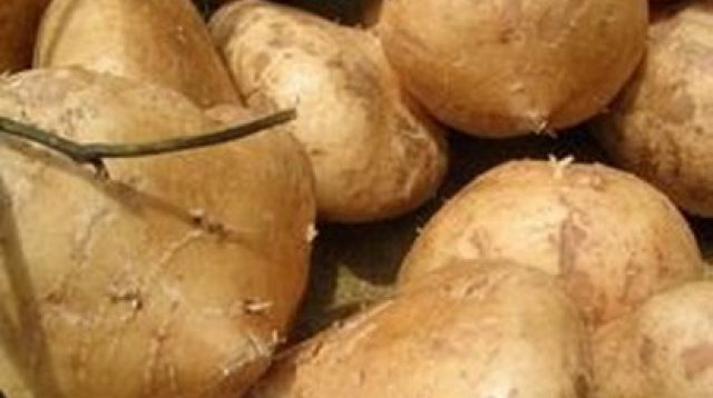 Kandungan dan Manfaat Bengkoang