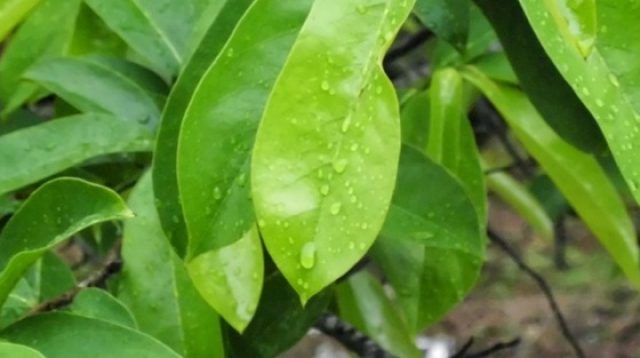 Manfaat Rebusan Daun Sirsak untuk Penderita Asam Urat