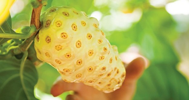 Khasiat dan Manfaat Buah Mengkudu Untuk Memutihkan Wajah