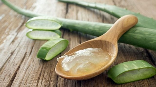 7 Manfaat Hebat Lidah Buaya